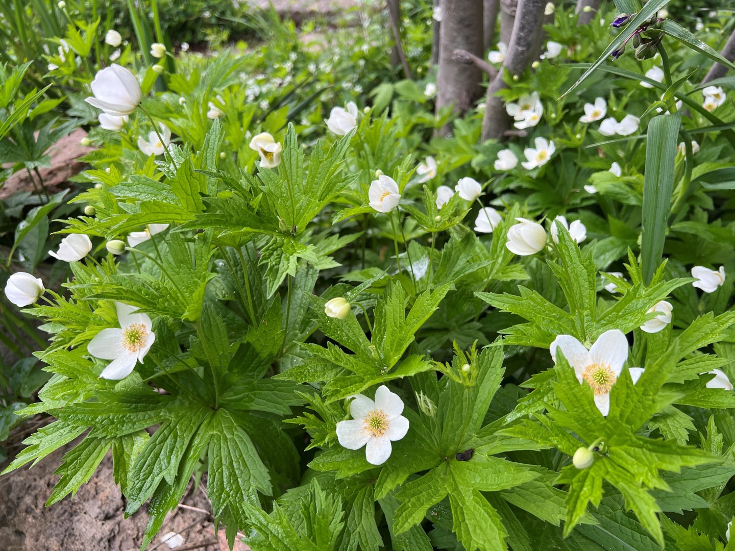 White flowers blooming among lush green leaves. Virginia native Meadow anemone