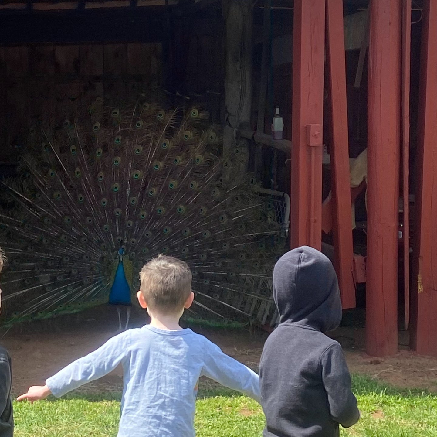 Children watching a peacock with fanned feathers in a barn