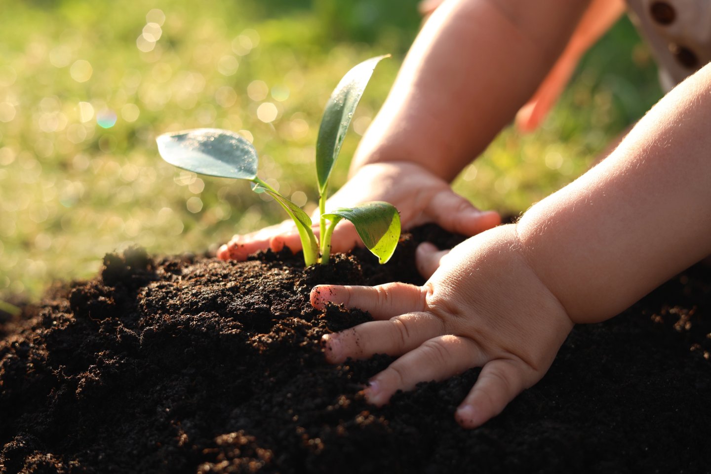 Child's hands planting a small seedling in soil, sunlight on green leaves.