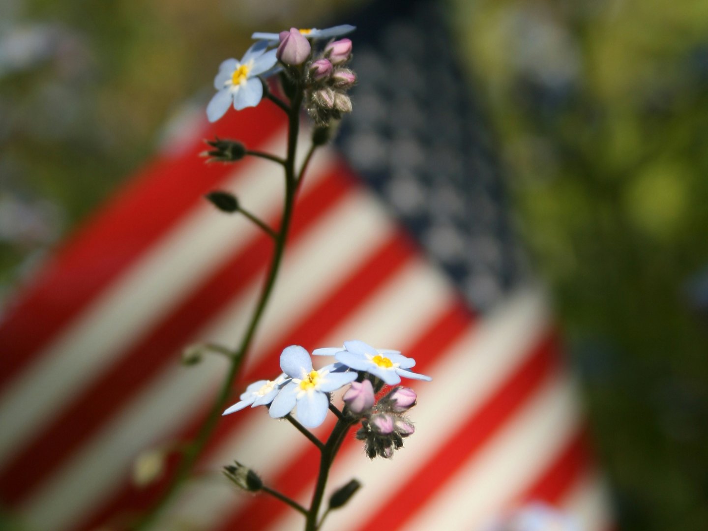 Blue flowers with an American flag in the blurred background.