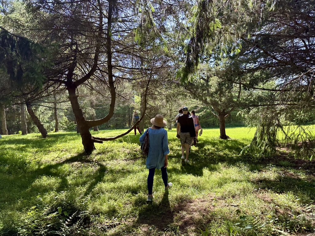 Three people walking through a sunlit forest clearing.