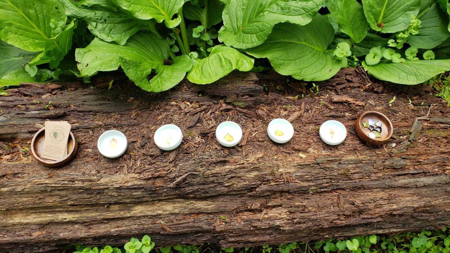 Seven small cups on a log, surrounded by green leaves.