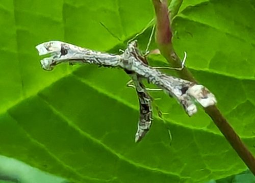 Brown moth with slender wings on a green leaf.