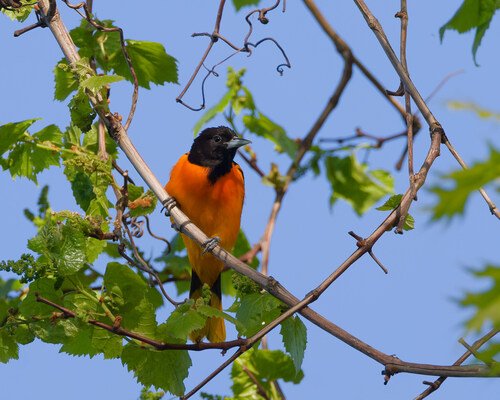 Bright orange bird perched on a leafy branch against a clear blue sky.