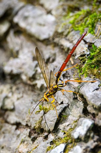 A wasp with a long orange tail on a mossy tree bark.