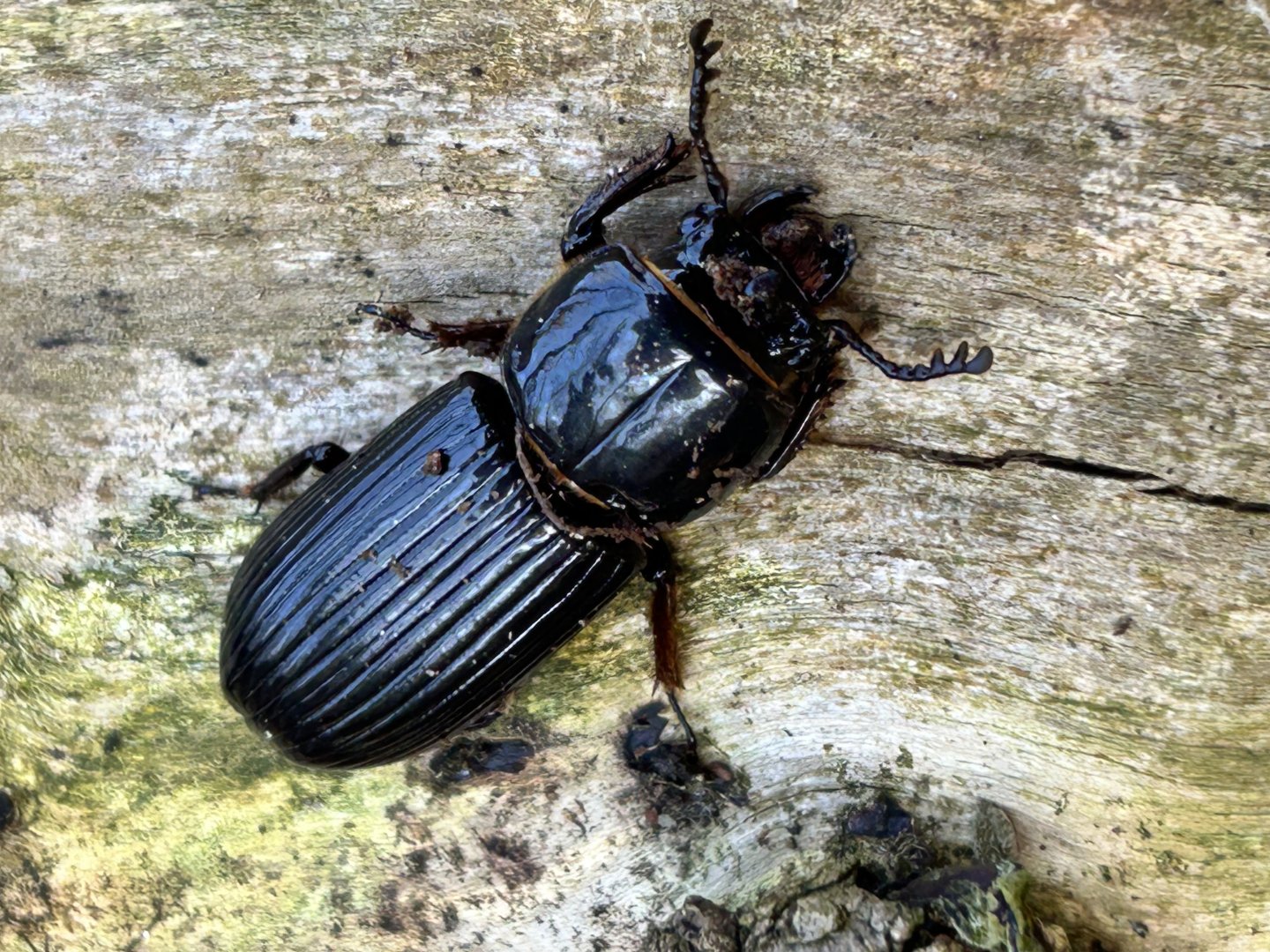 Bug Bingo