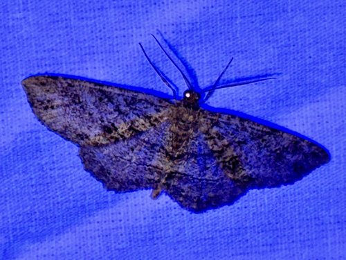 Dark brown moth on a blue surface.