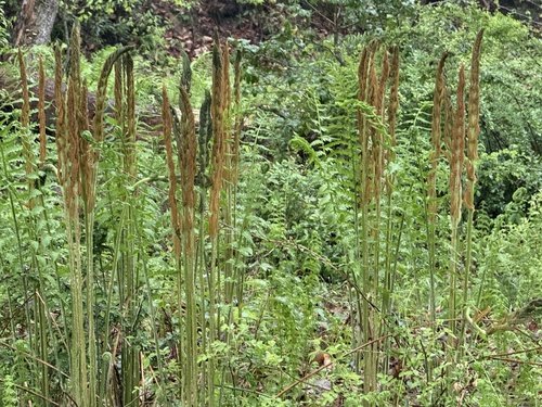 Tall, brown ferns among lush green foliage in a forest setting.