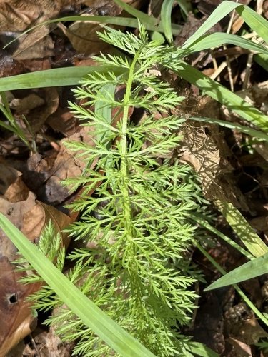 Green fern-like plant with wispy leaves among dry brown foliage.