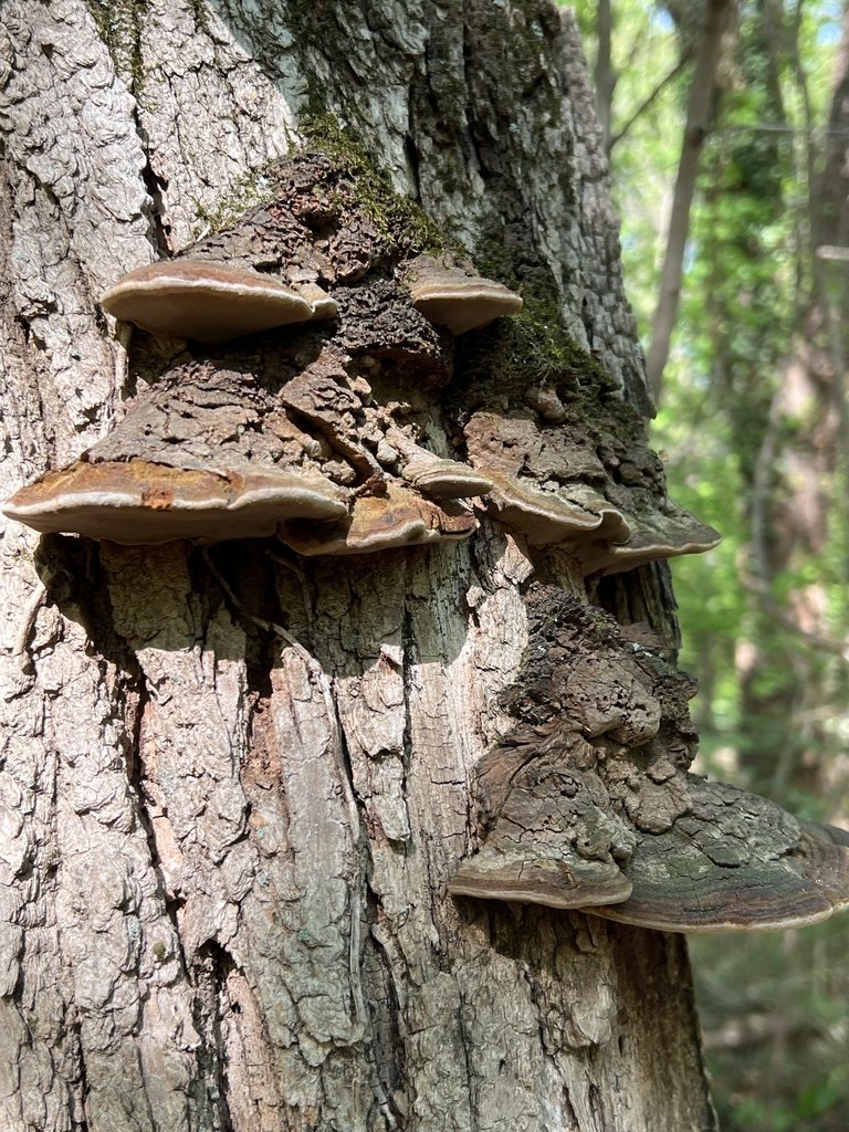 Tree with shelf mushrooms in a sunlit forest.