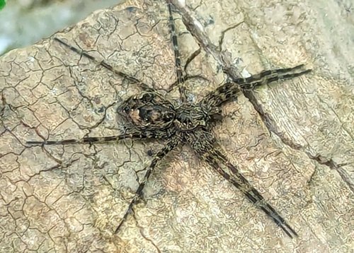 Brown spider camouflaged on cracked tree bark.