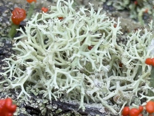 White lichen with red fungi on a forest floor.