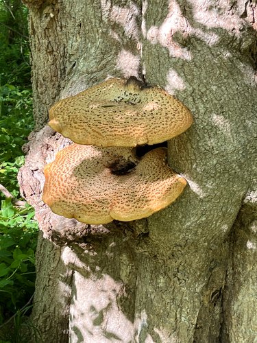 Large, orange-brown mushrooms growing on a tree trunk in a forest setting.