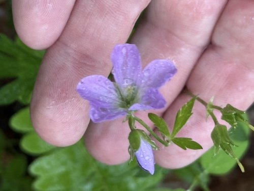 Purple flower held gently between fingers.