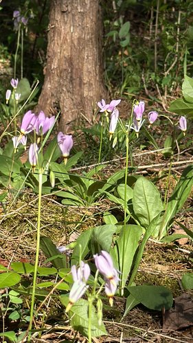 Purple wildflowers with green leaves in a forest setting.