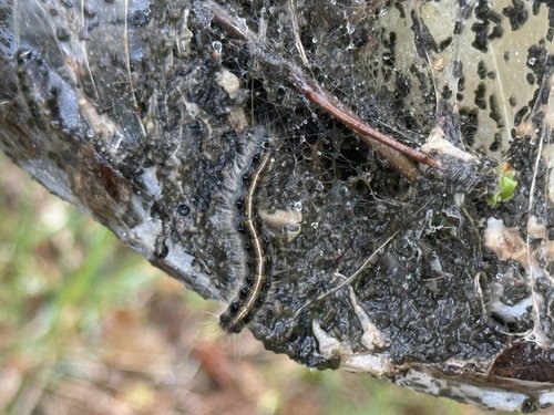 Caterpillar on a sticky, web-covered branch.