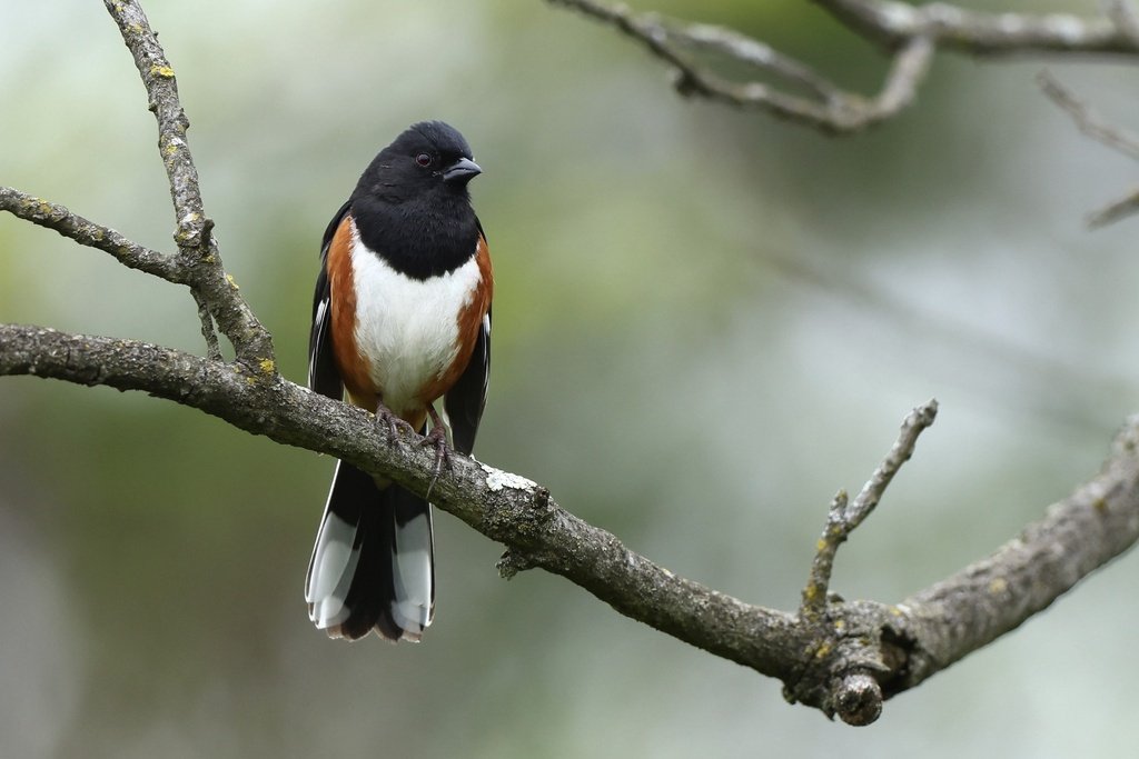 Bird with black head, white belly, and brown wings perched on a tree branch.