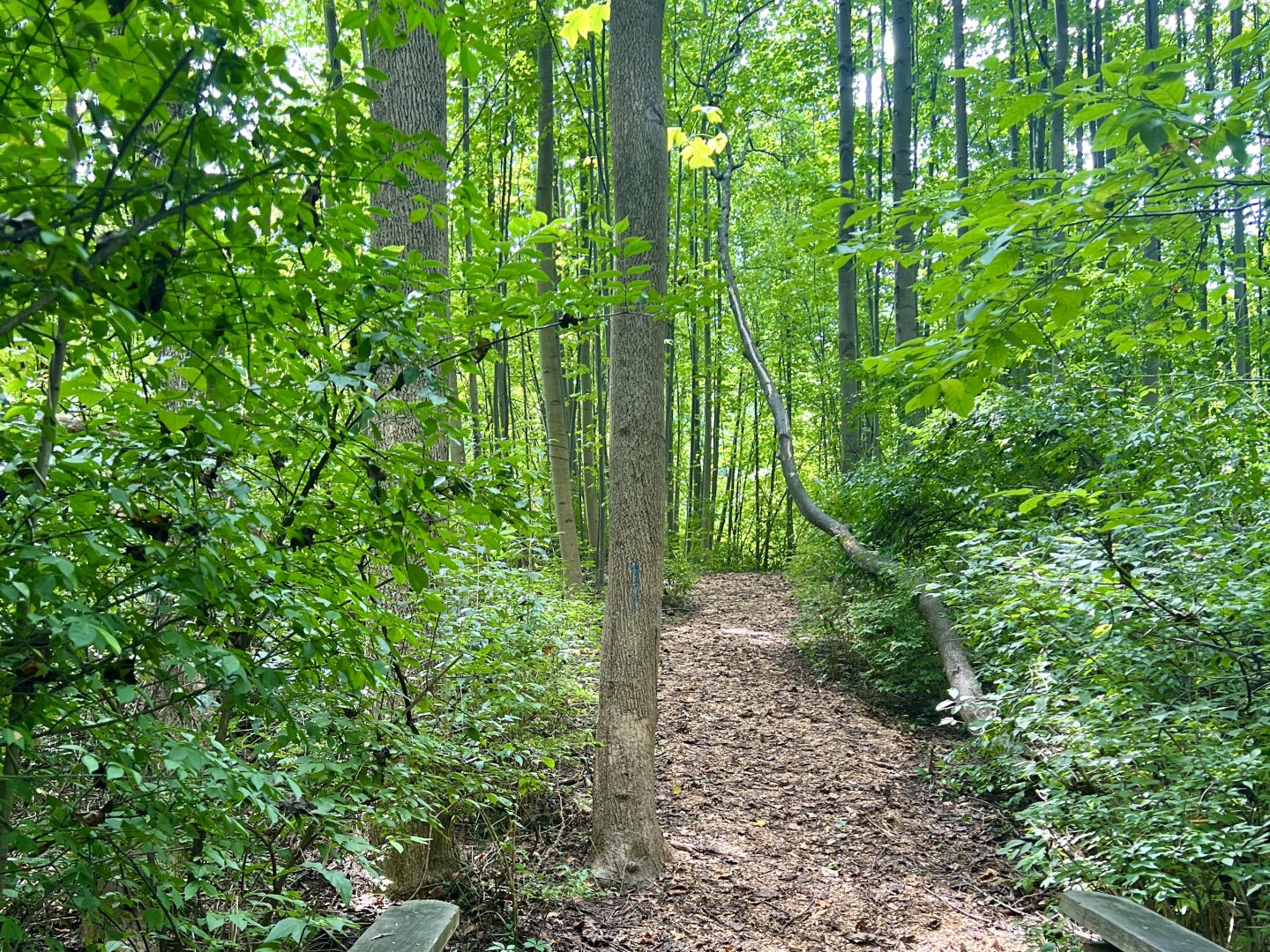 Forest trail surrounded by lush green trees and foliage.