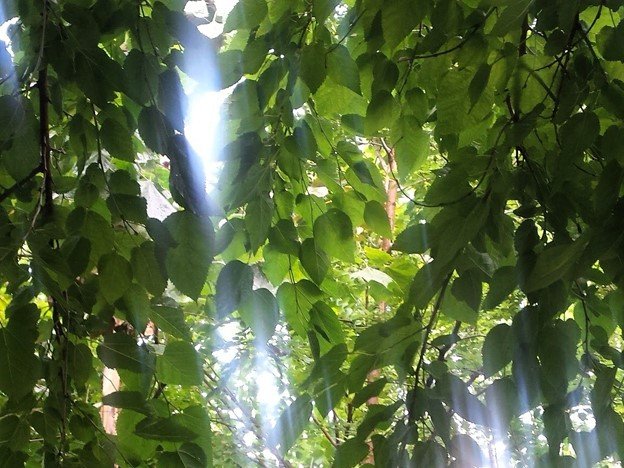 Sunlight streaming through green leaves.