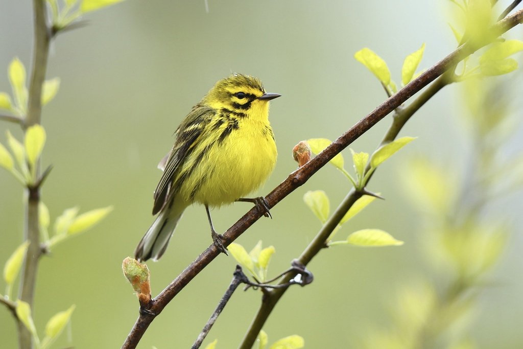 Yellow bird perched on a branch with fresh green leaves.