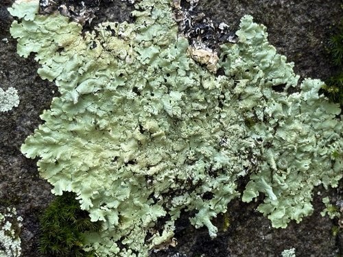 Green lichen growing on a rock surface.