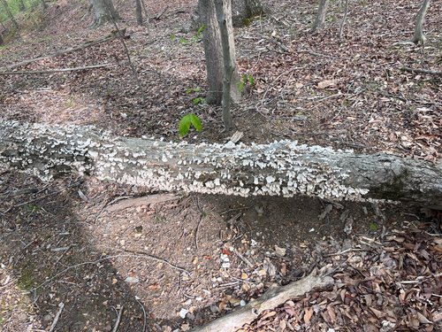 Fallen tree trunk covered in white fungus on forest floor.