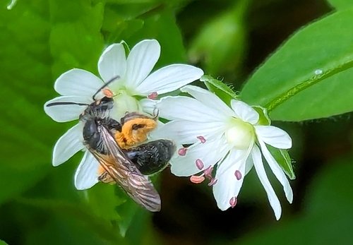 Bee on white flowers with green leaves in the background.