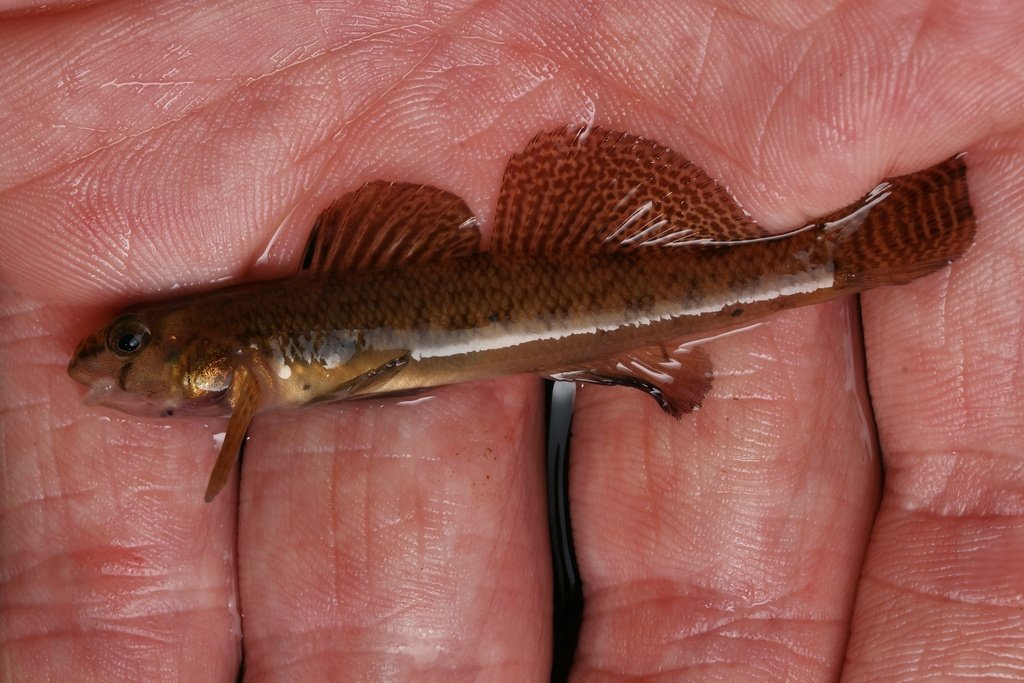 Brown fish resting on a person's hand.