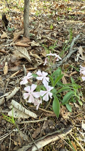 Pink wildflowers and green leaves among dried leaves on forest floor.