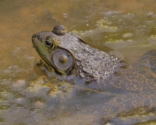 Frog partially submerged in murky water.