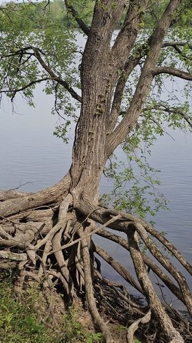 Tree with exposed roots by a calm lake.