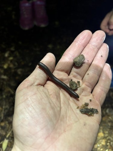 Hand holding a worm and small rocks in a dimly lit setting.