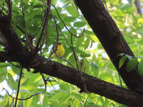 Small yellow bird perched on a tree branch amid green leaves.