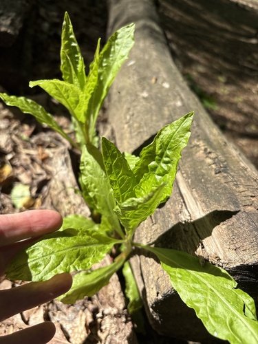 Young green plant growing beside a log, hand reaching toward it.