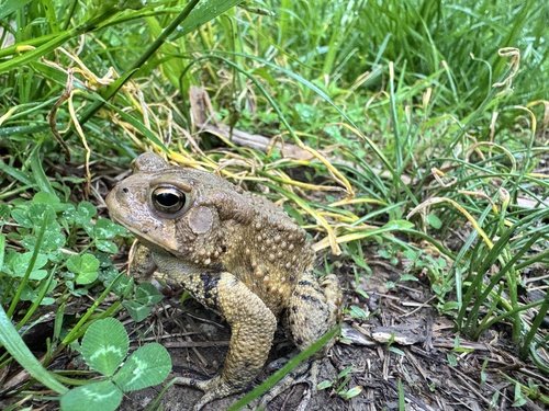 Toad resting on grassy soil.