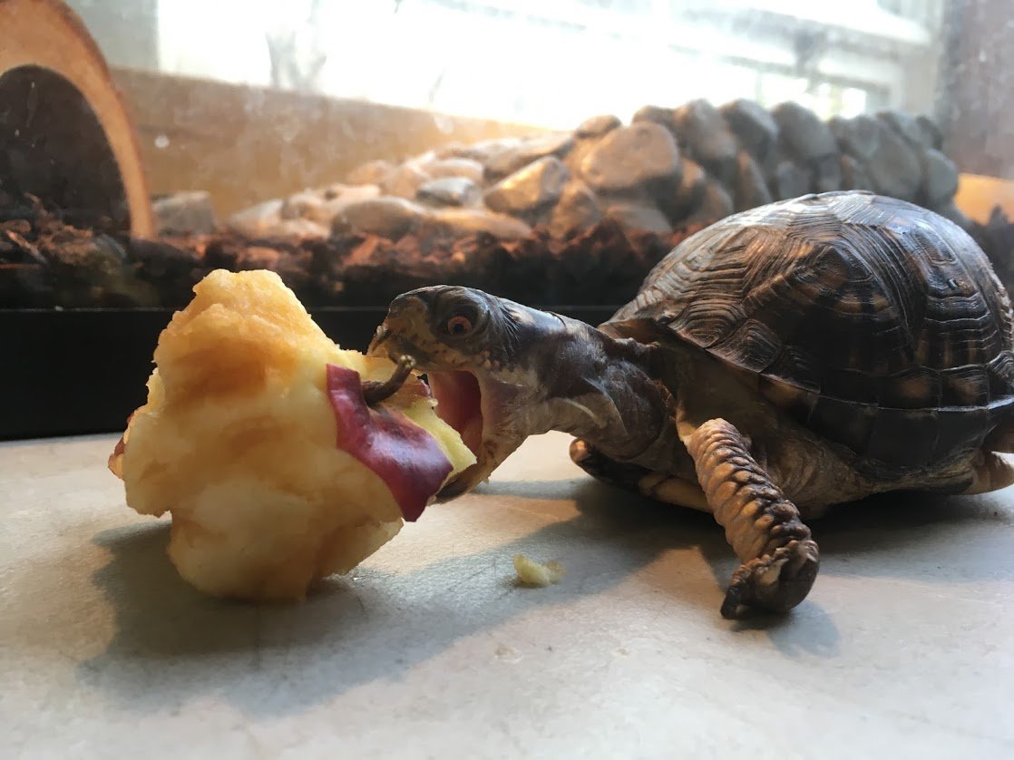 ANIMAL FEEDING