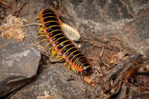 Black and yellow millipede on rocky, leaf-littered ground.