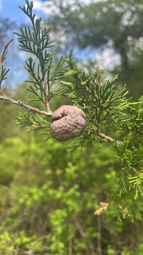 Cedar branch with a round, brown gall under a blue sky.