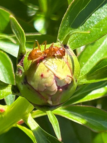 Ants on a green peony bud surrounded by bright leaves.