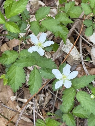 White flowers with green leaves on a forest floor.