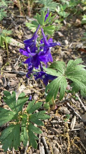 Purple wildflower with green leaves on a forest floor.