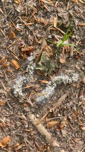 Fuzzy gray caterpillar on forest floor with leaves and twigs.