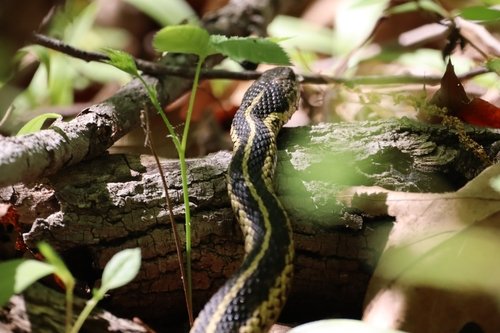 Garter snake on a log surrounded by green leaves and small branches.