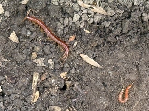 Two centipedes on dark soil with scattered leaves.