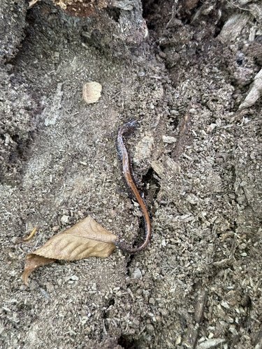 Brown salamander on rocky soil with a dry leaf nearby.