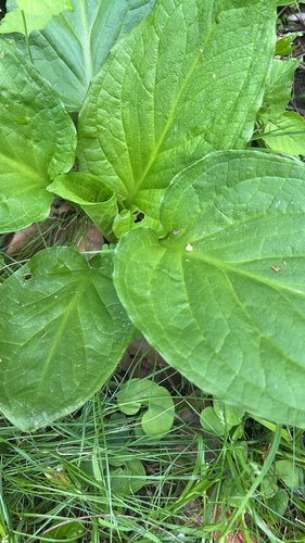 Green plantain leaves with prominent veins and serrated edges.