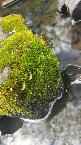 Moss-covered rock in a shallow stream.