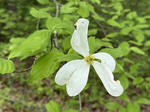 White flower with four petals and green leaves in the background.