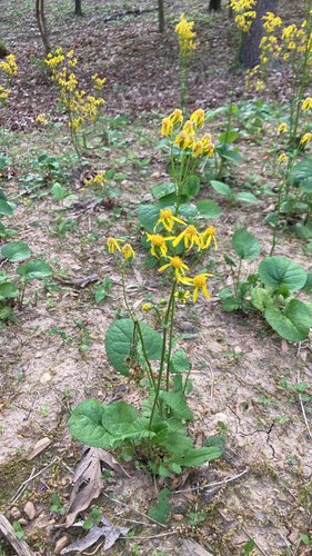 Tall yellow wildflowers in a forest setting with green leaves.