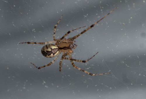 Brown and beige spider on a web against a gray backdrop.